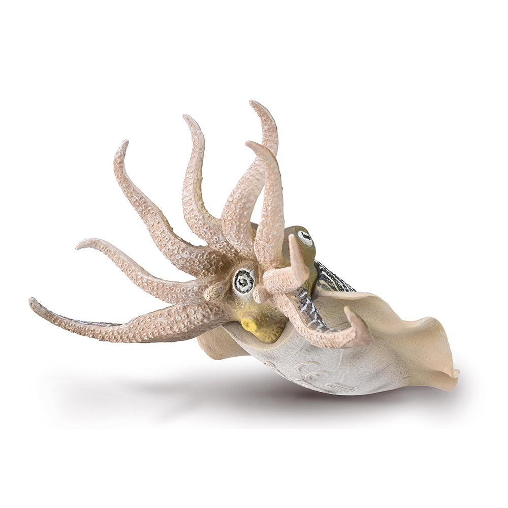 Common Cuttlefish