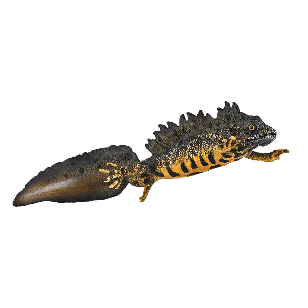 CollectA Great Crested Newt Model, Toy Amphibian Animal, Natural Wildlife Figure