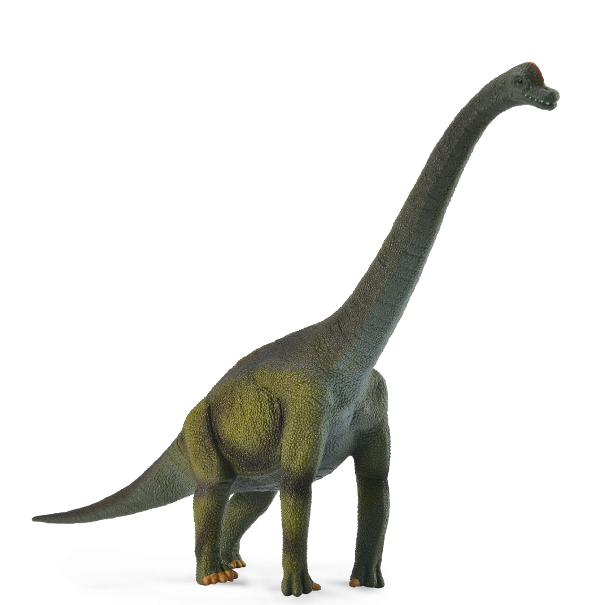 Brachiosaurus