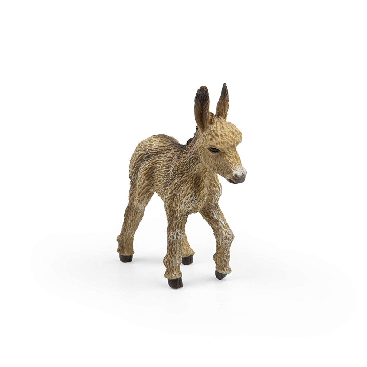 Donkey Foal Walking