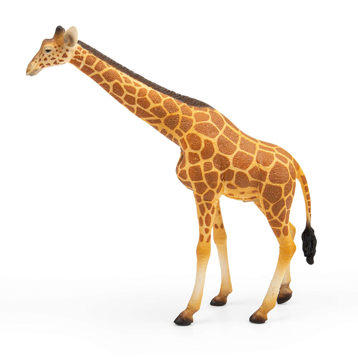 Reticulated Giraffe