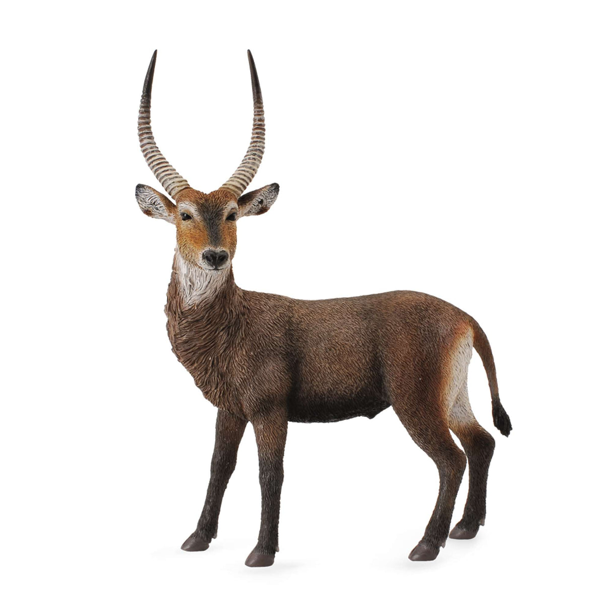 Waterbuck
