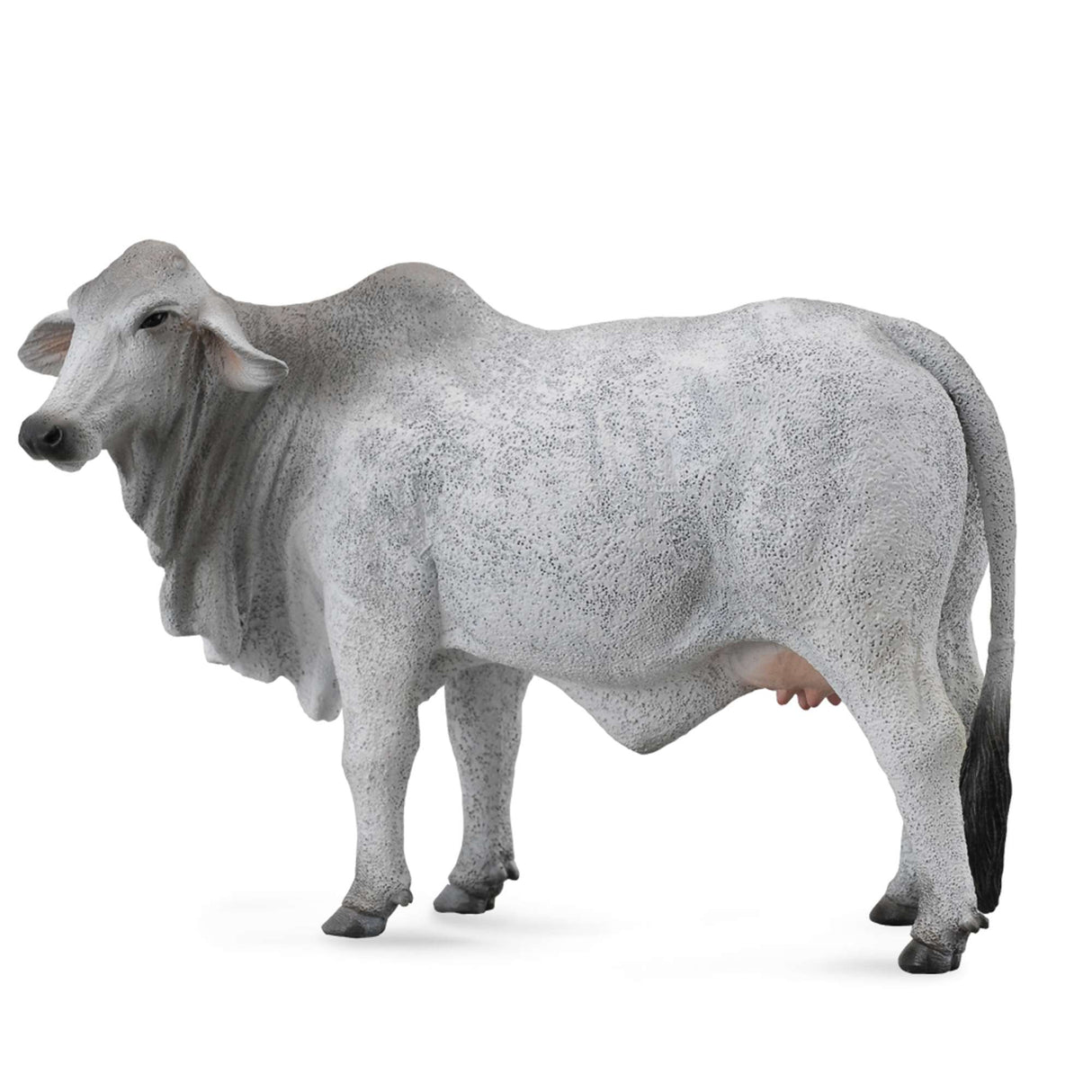 Brahman Cow