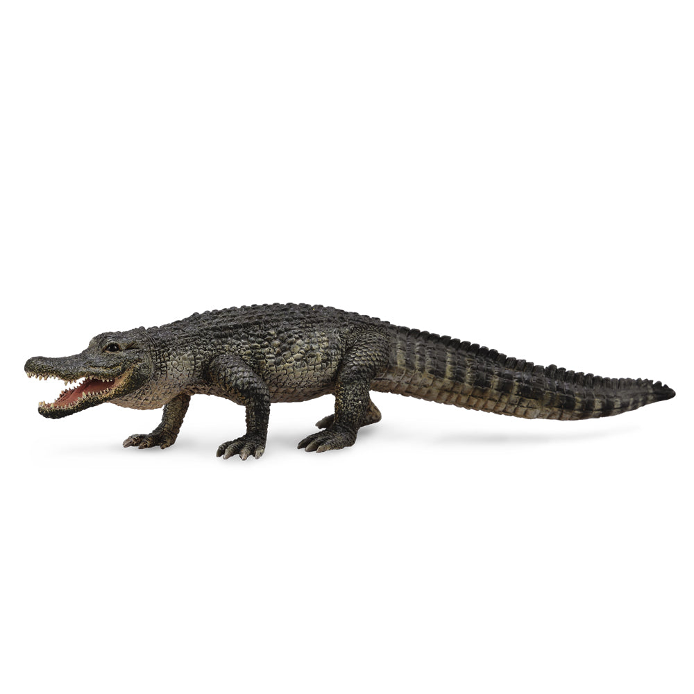 American Alligator