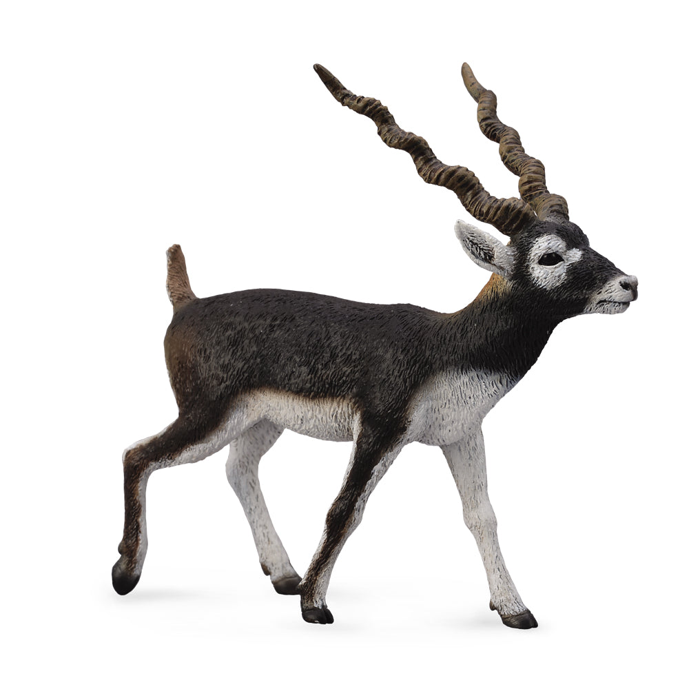 Blackbuck