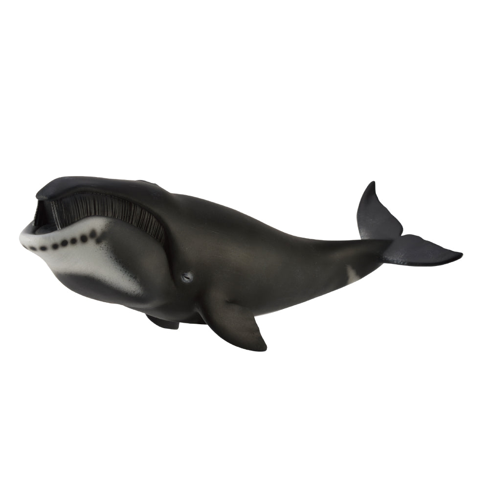 Bowhead Whale