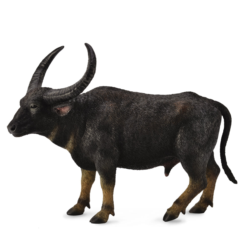 Wild Water Buffalo