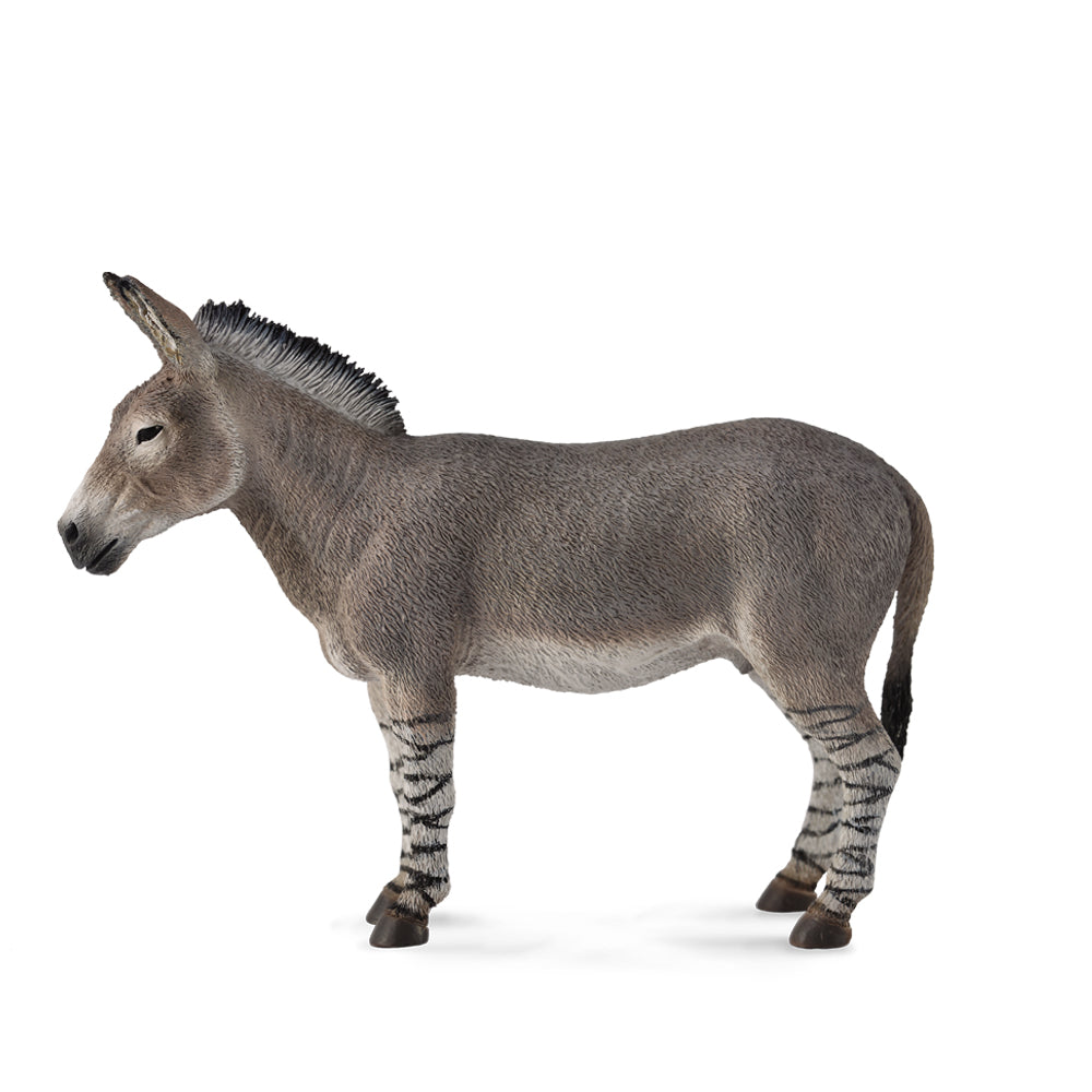 African Wild Ass