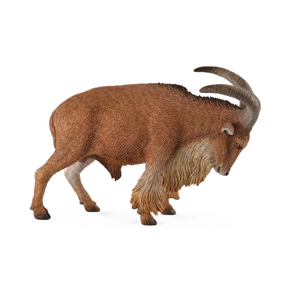 Barbary Sheep