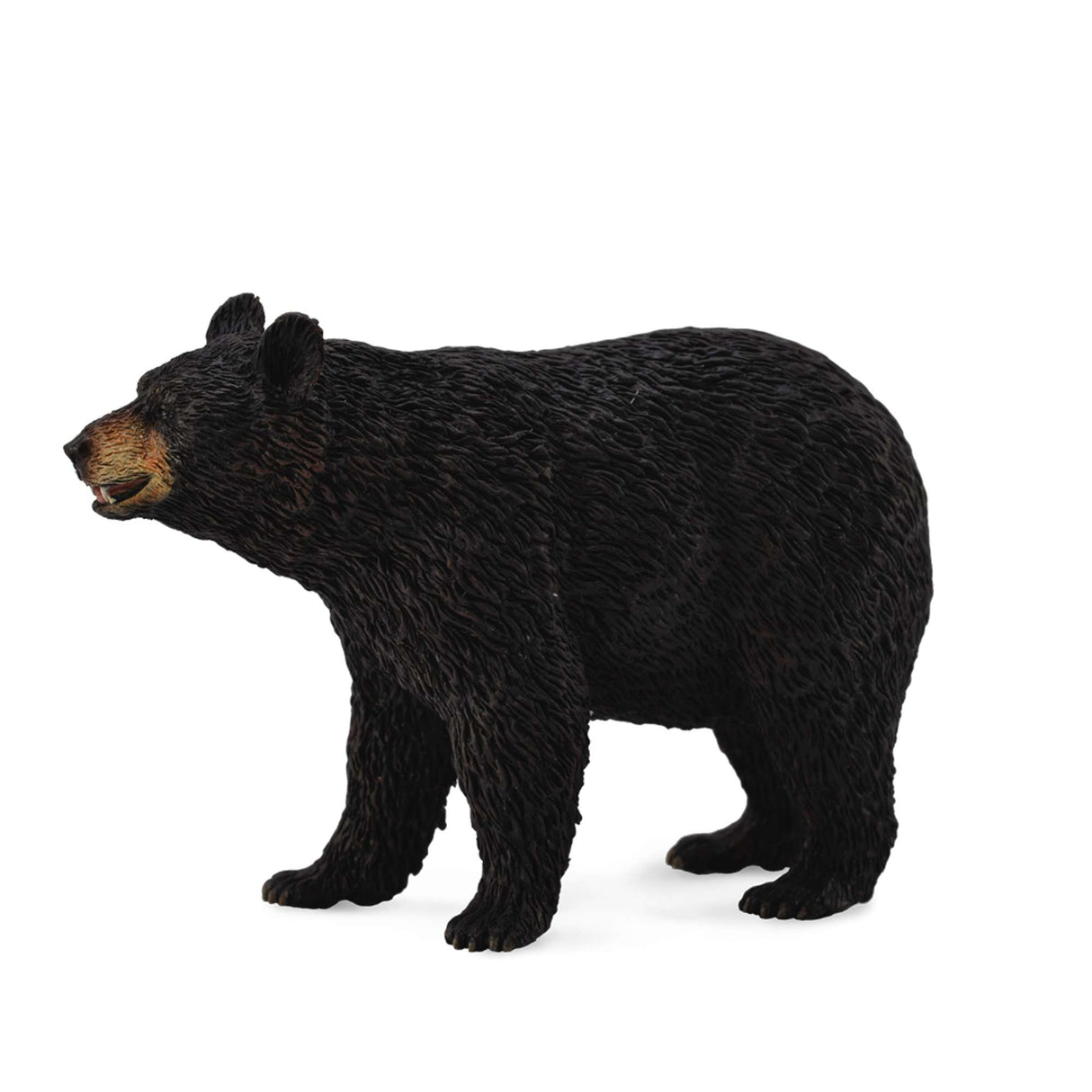 American Black Bear