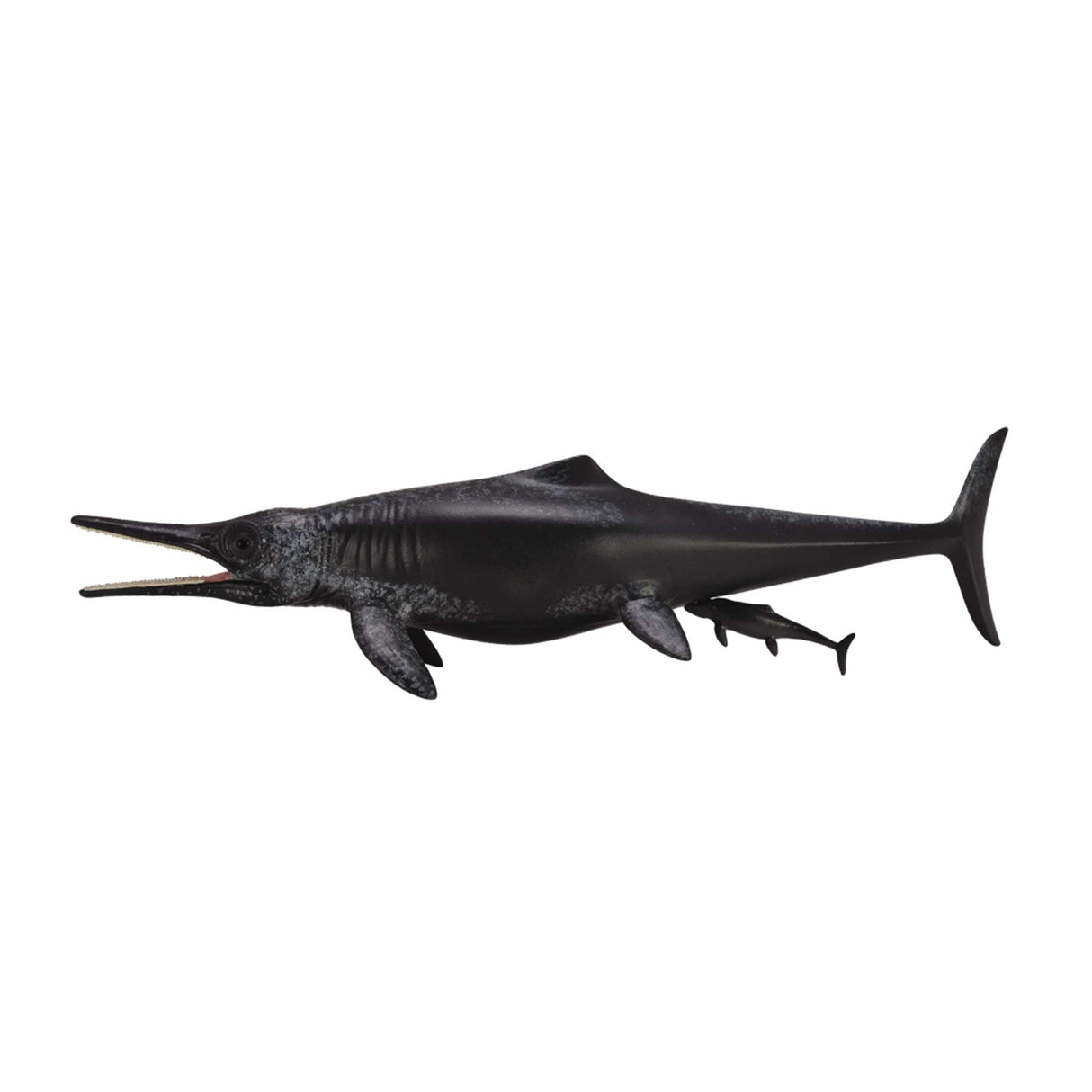 Temnodontosaurus Platyodon Birth