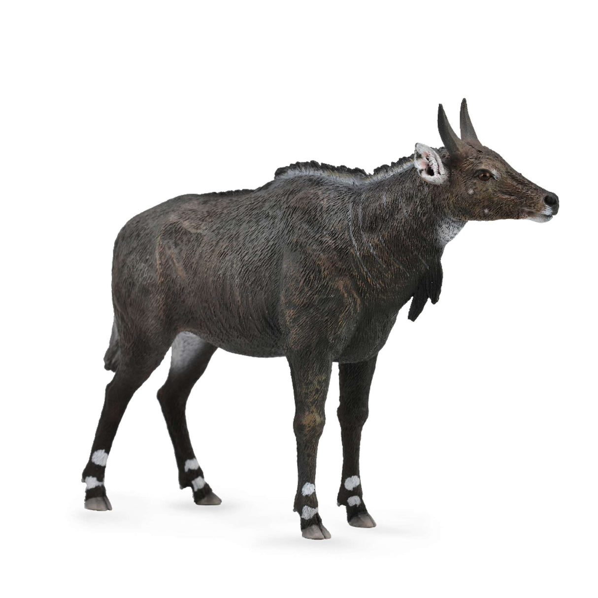 Nilgai