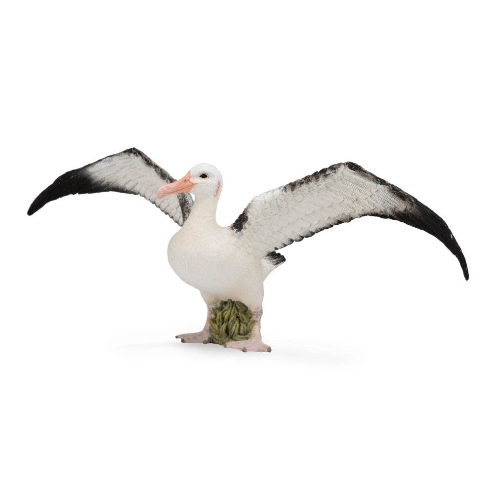 Wandering Albatross