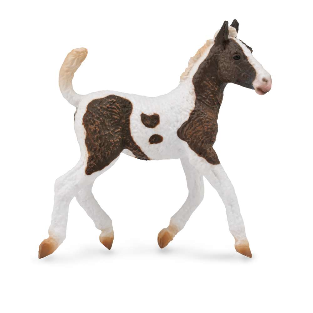 Curly Foal