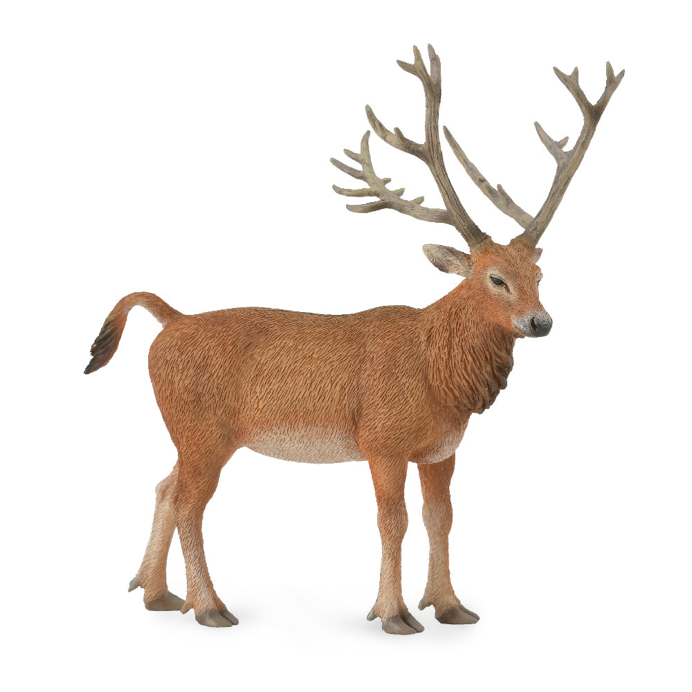 Pere David's Deer