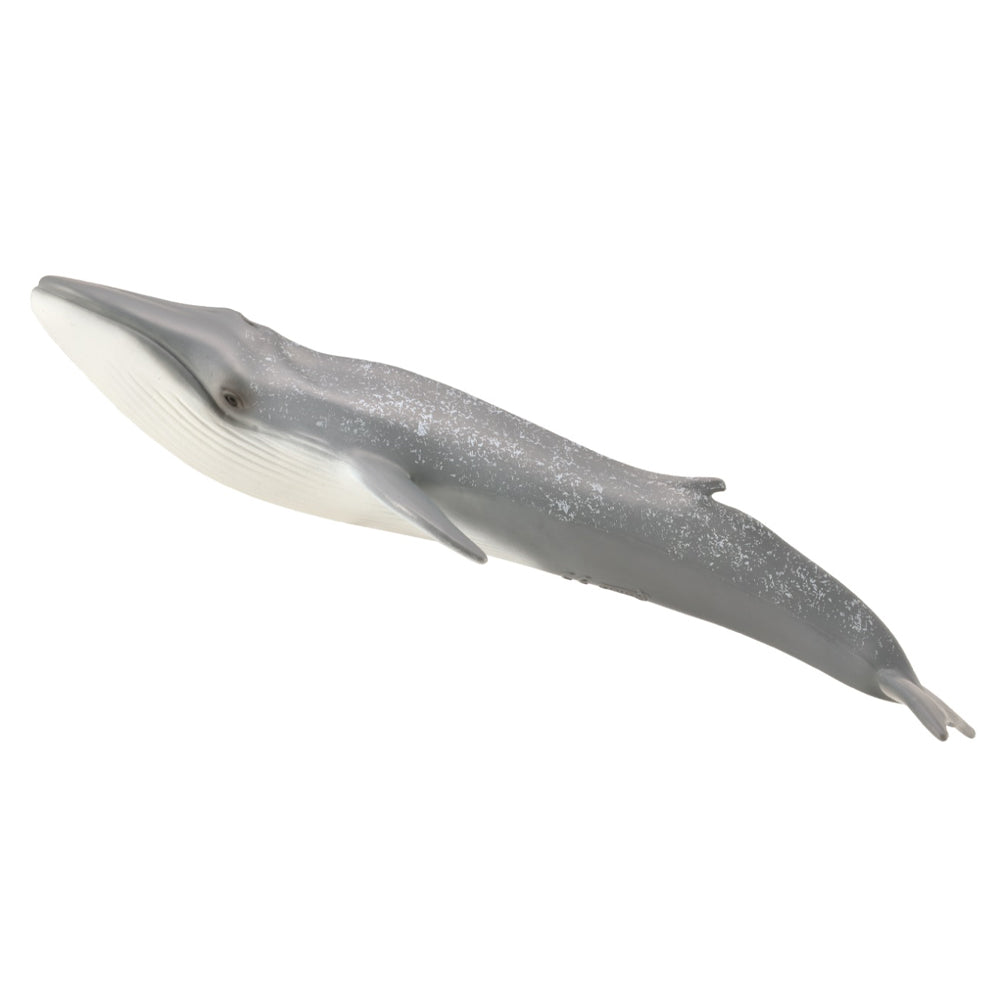 Blue Whale