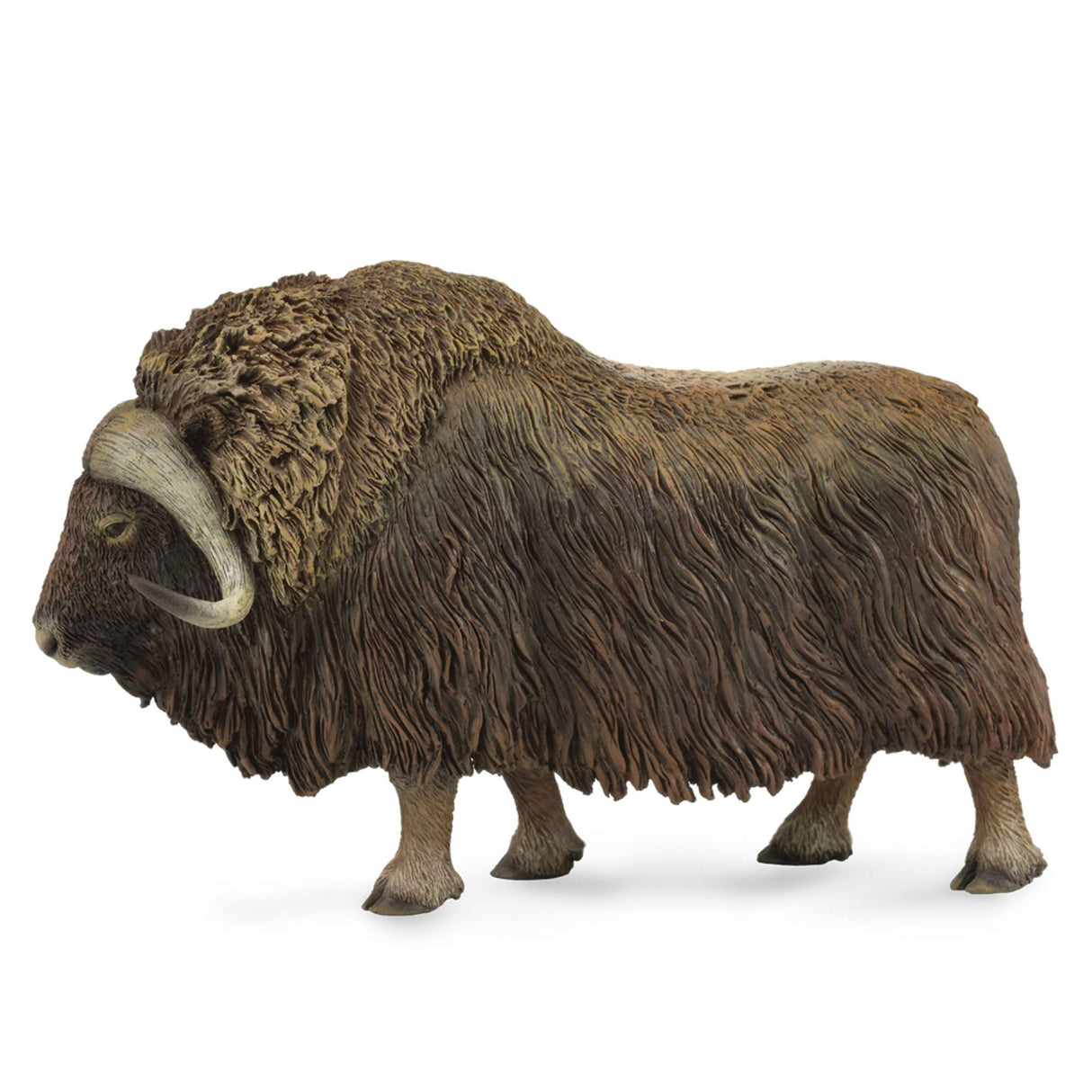 Musk Ox