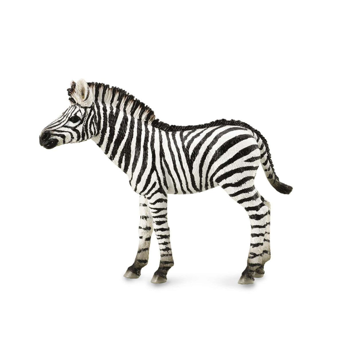 Zebra Foal