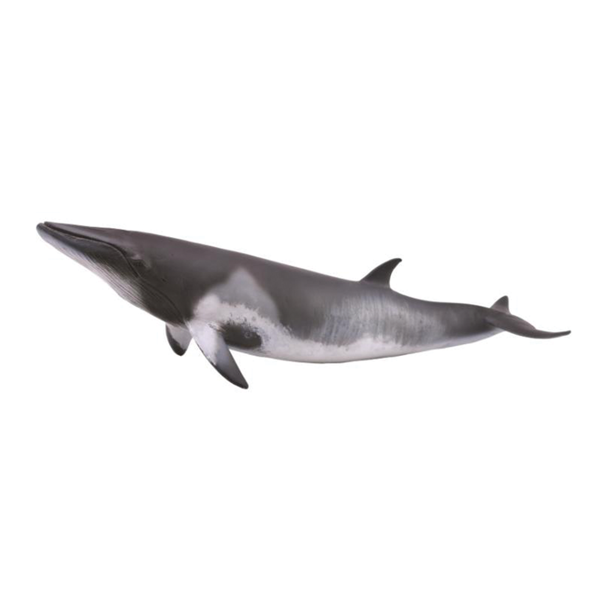 Minke Whale