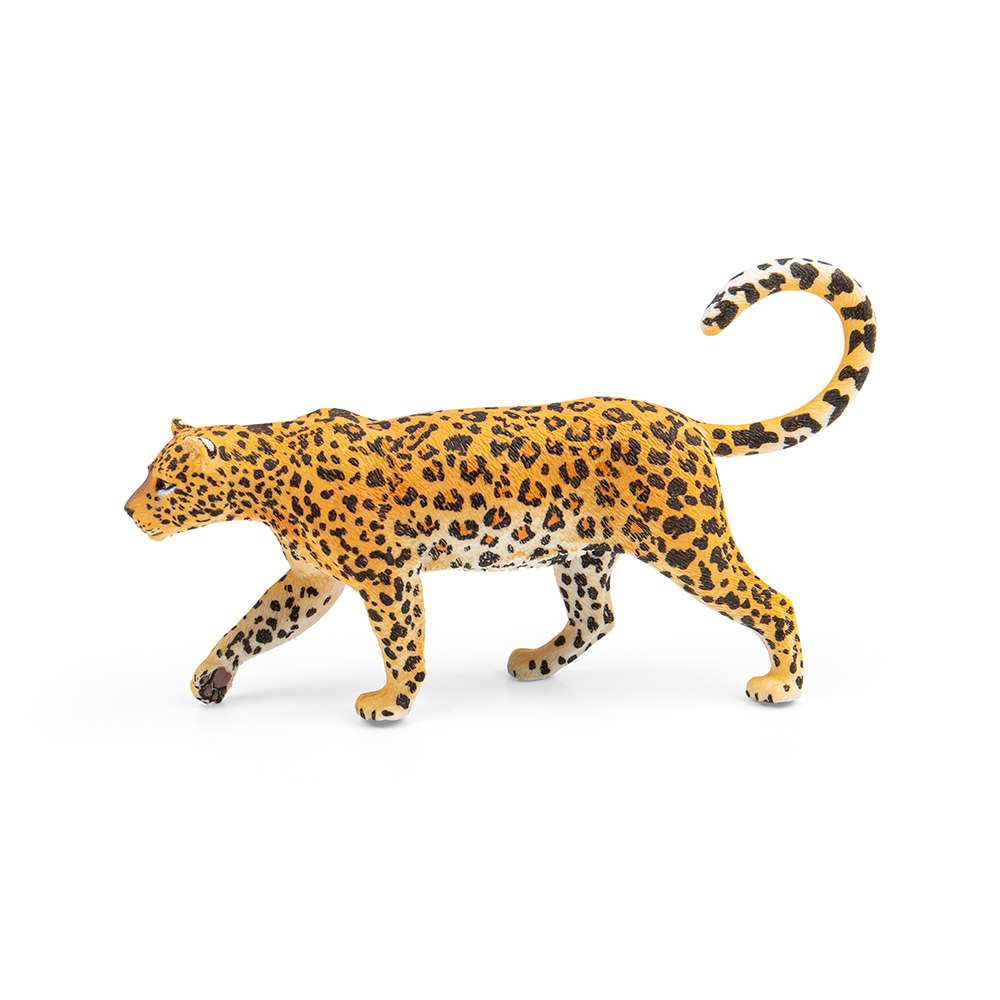 African Leopard