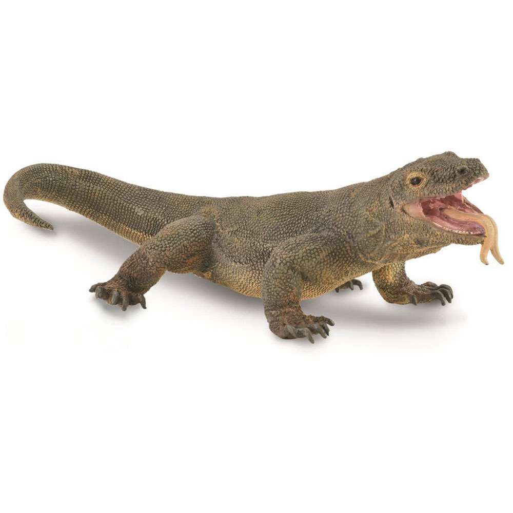 Komodo Dragon