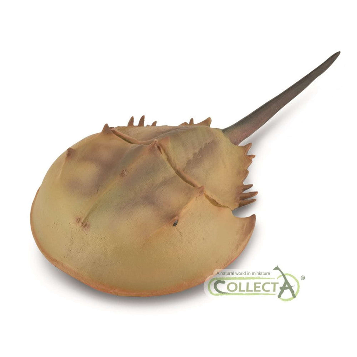 Horseshoe Crab
