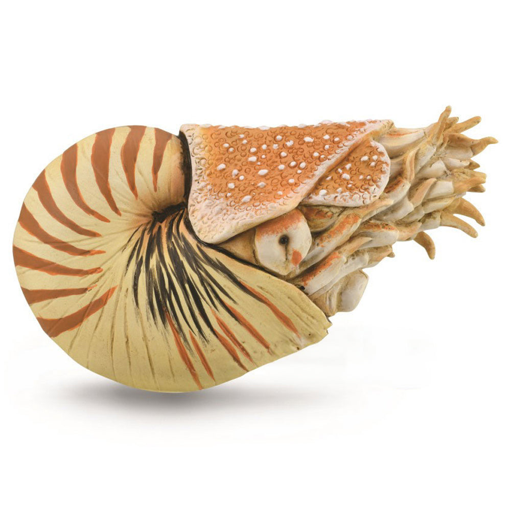 Nautilus Pompilius