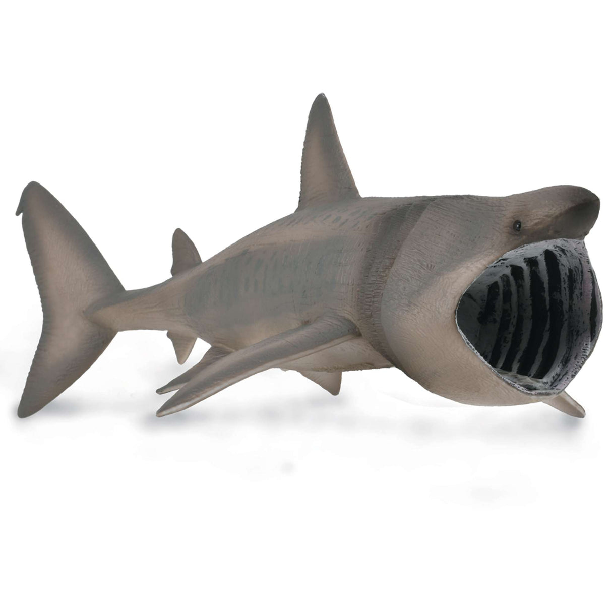 Basking Shark