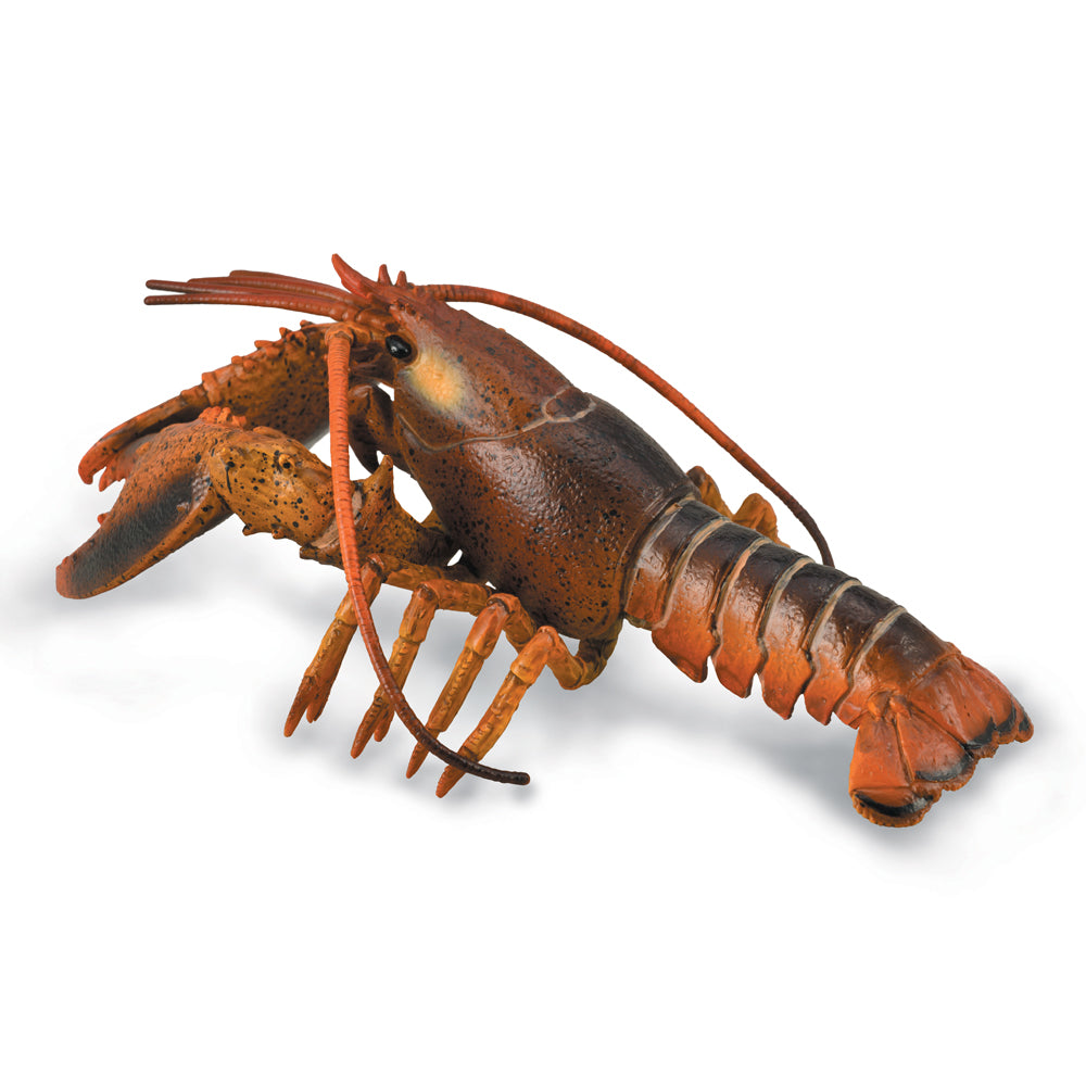 Lobster