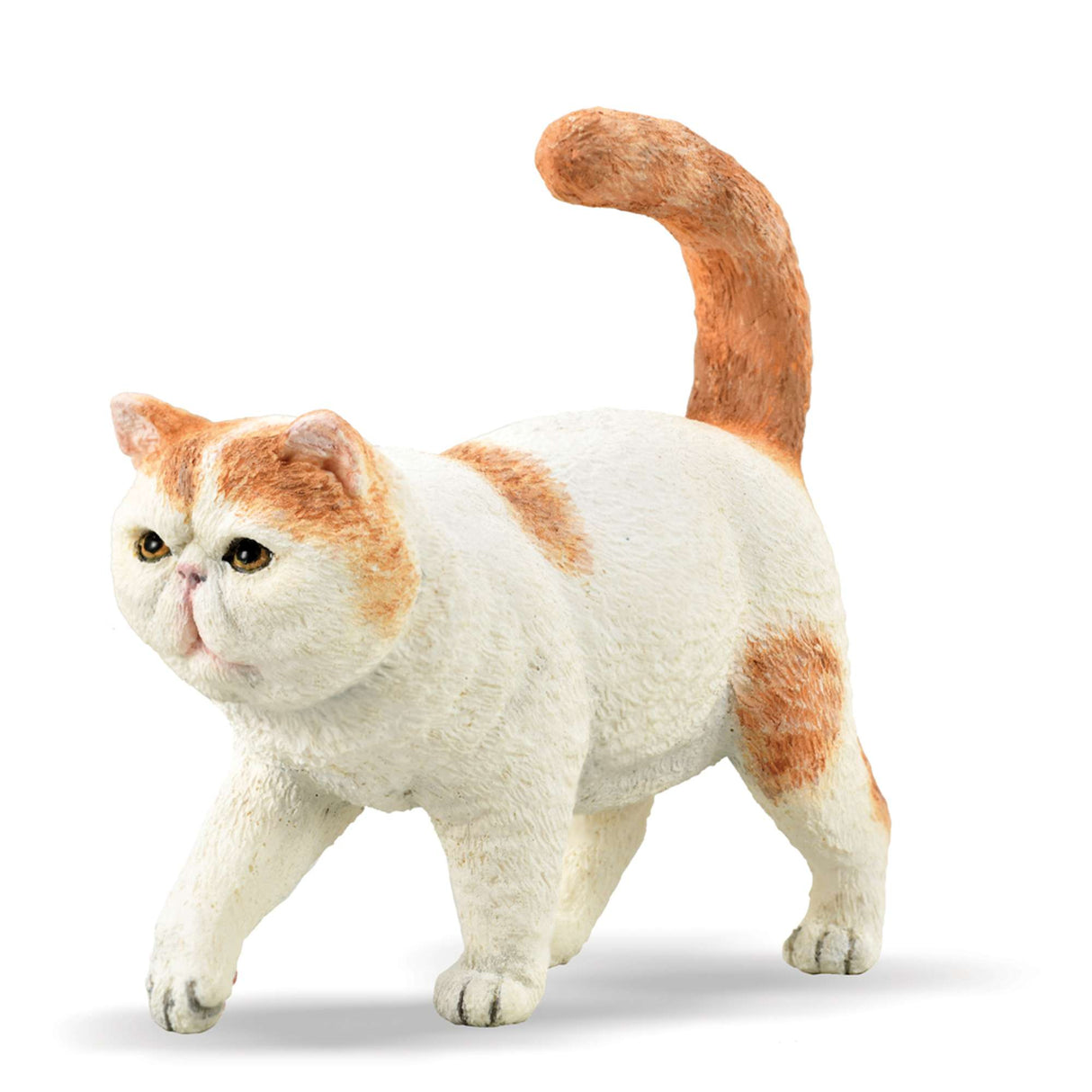Exotic Shorthair