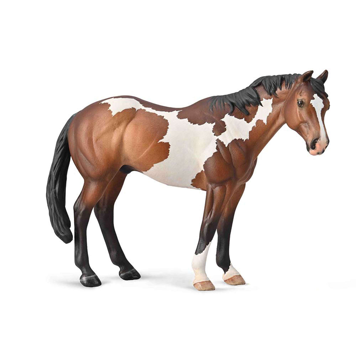 Appaloosa Stallion Bay Overo Paint