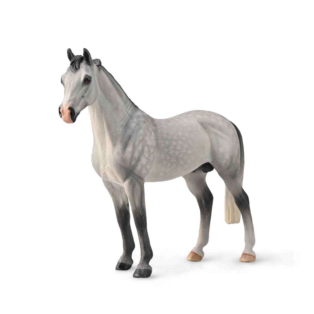 Hanoverian Stallion Dappled Grey