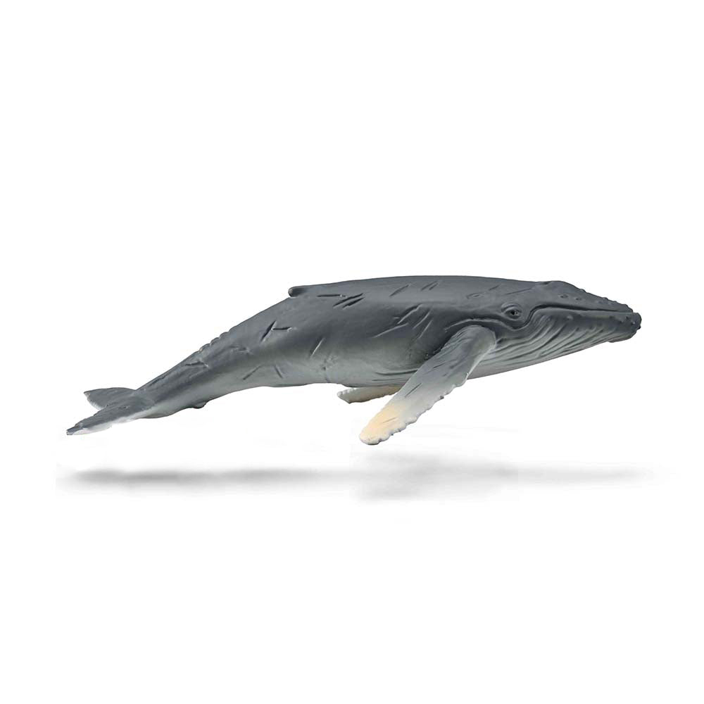 Humpback Whale Calf