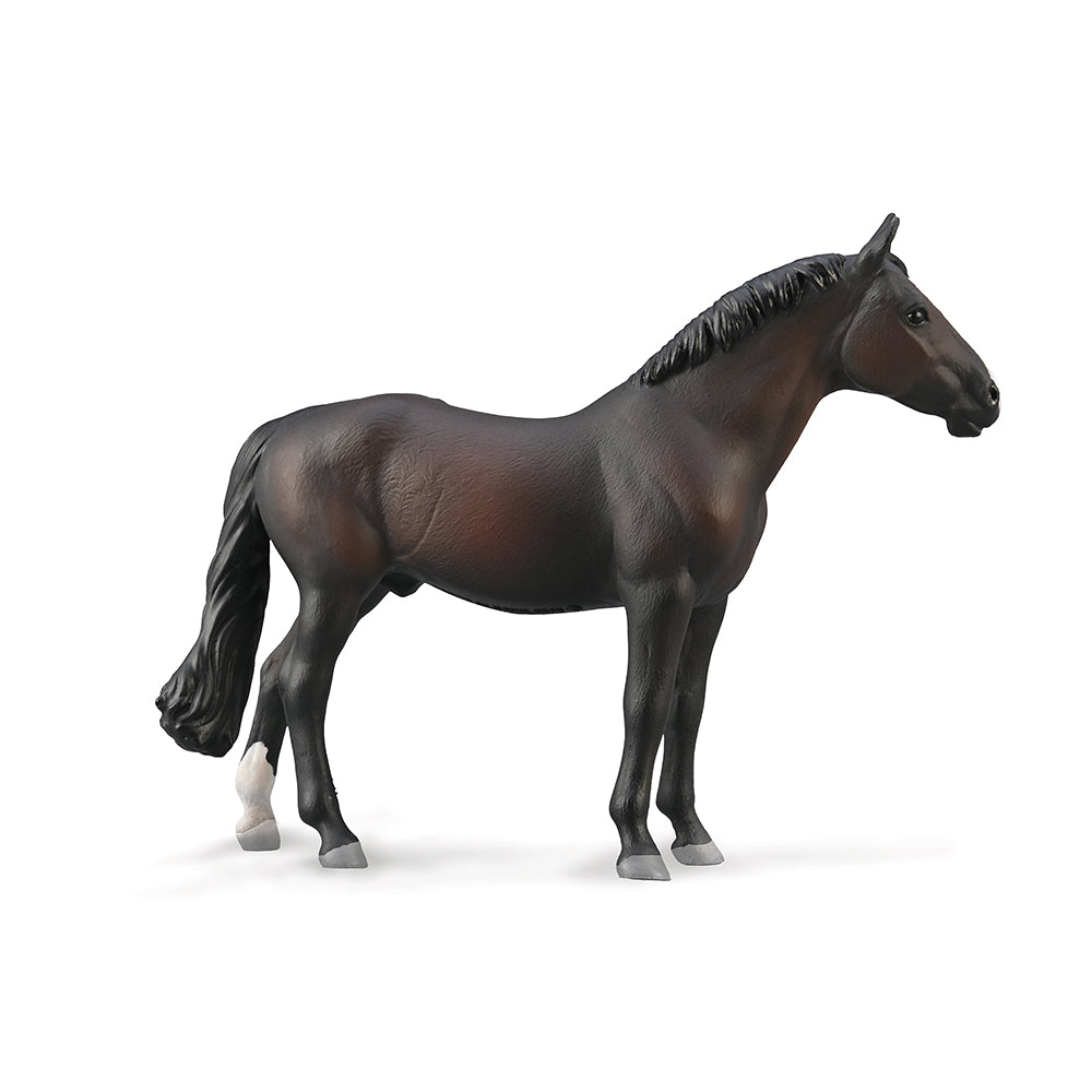 Holsteiner Stallion - Bay