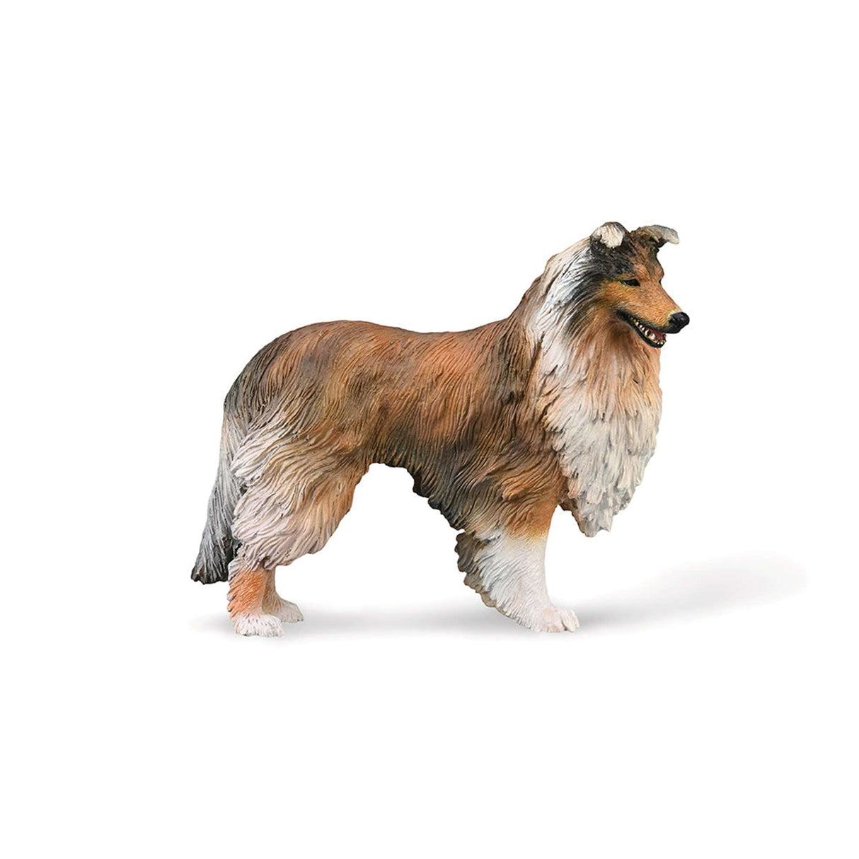 Rough Collie