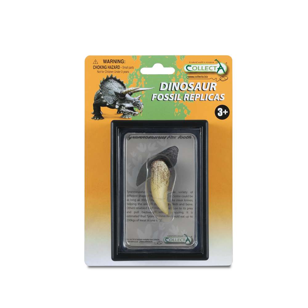 T-Rex Tooth In Display Case