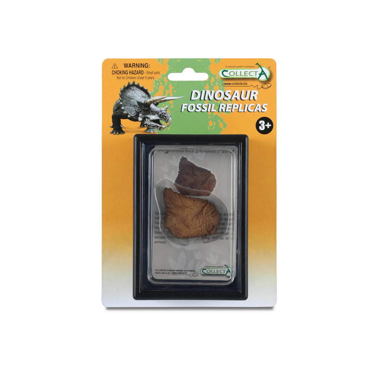 Foot Replica Of Stegosaurus In Display Case