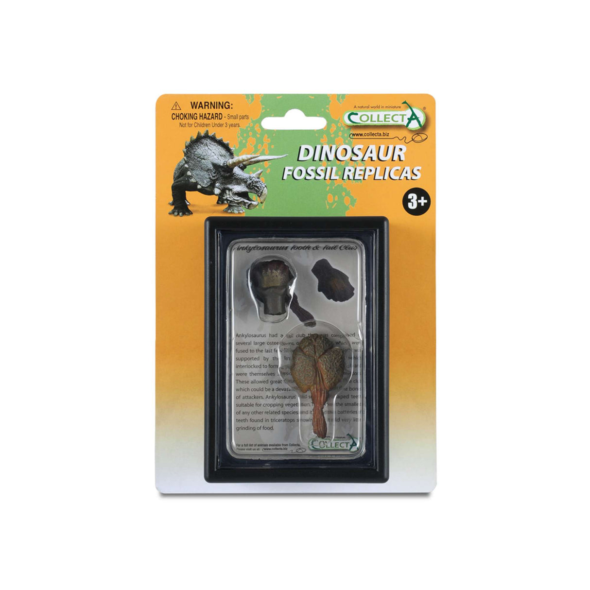 Tooth & Tail Club Of Ankylosaurus In Display Case