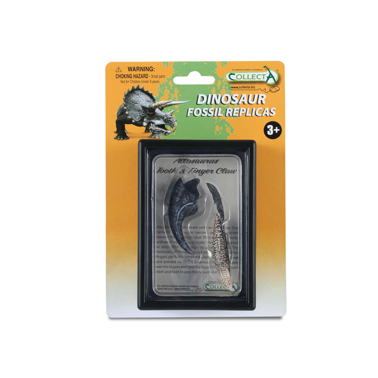 Tooth & Finger Claw Of Allosaurus In Display Case