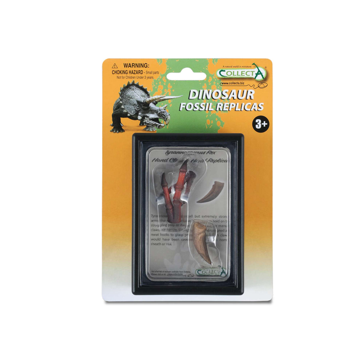 Claw And Hand Replica Of T-Rex In Display Case