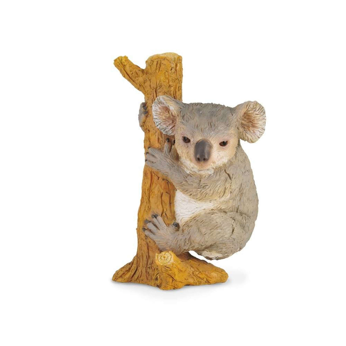 Koala Bear Climbing