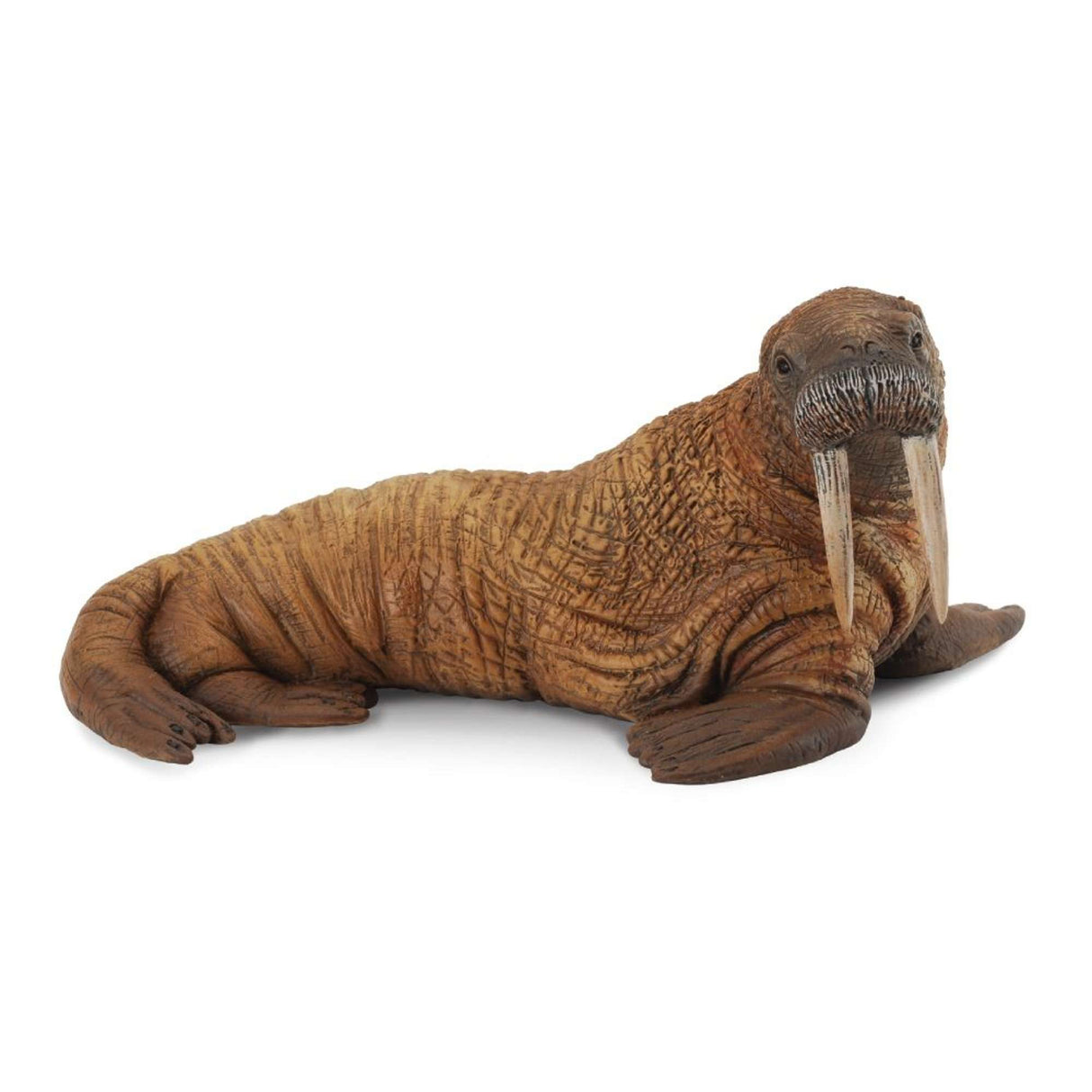 Walrus