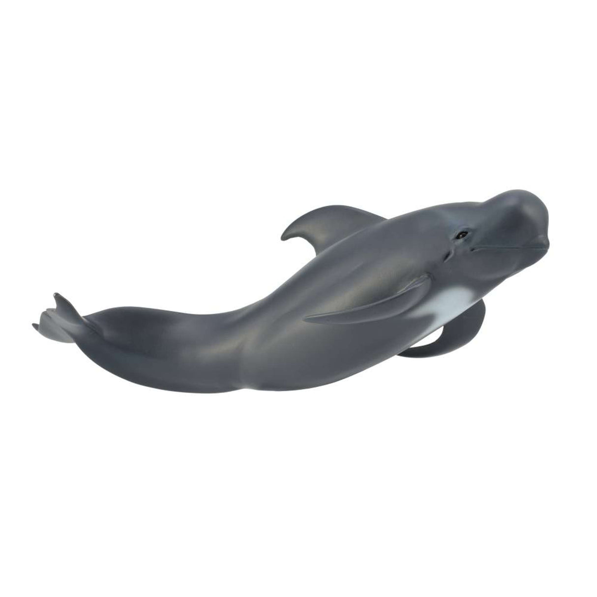 Pilot Whale