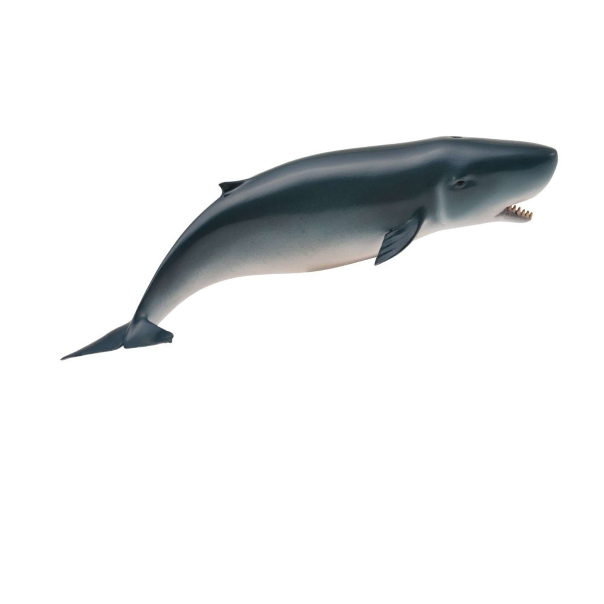 Pygmy Sperm Whale