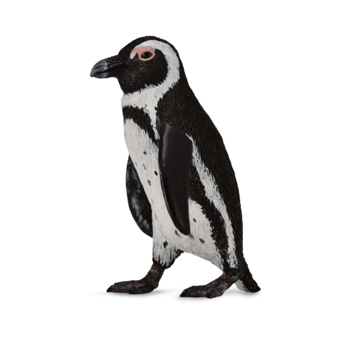 South African Penguin
