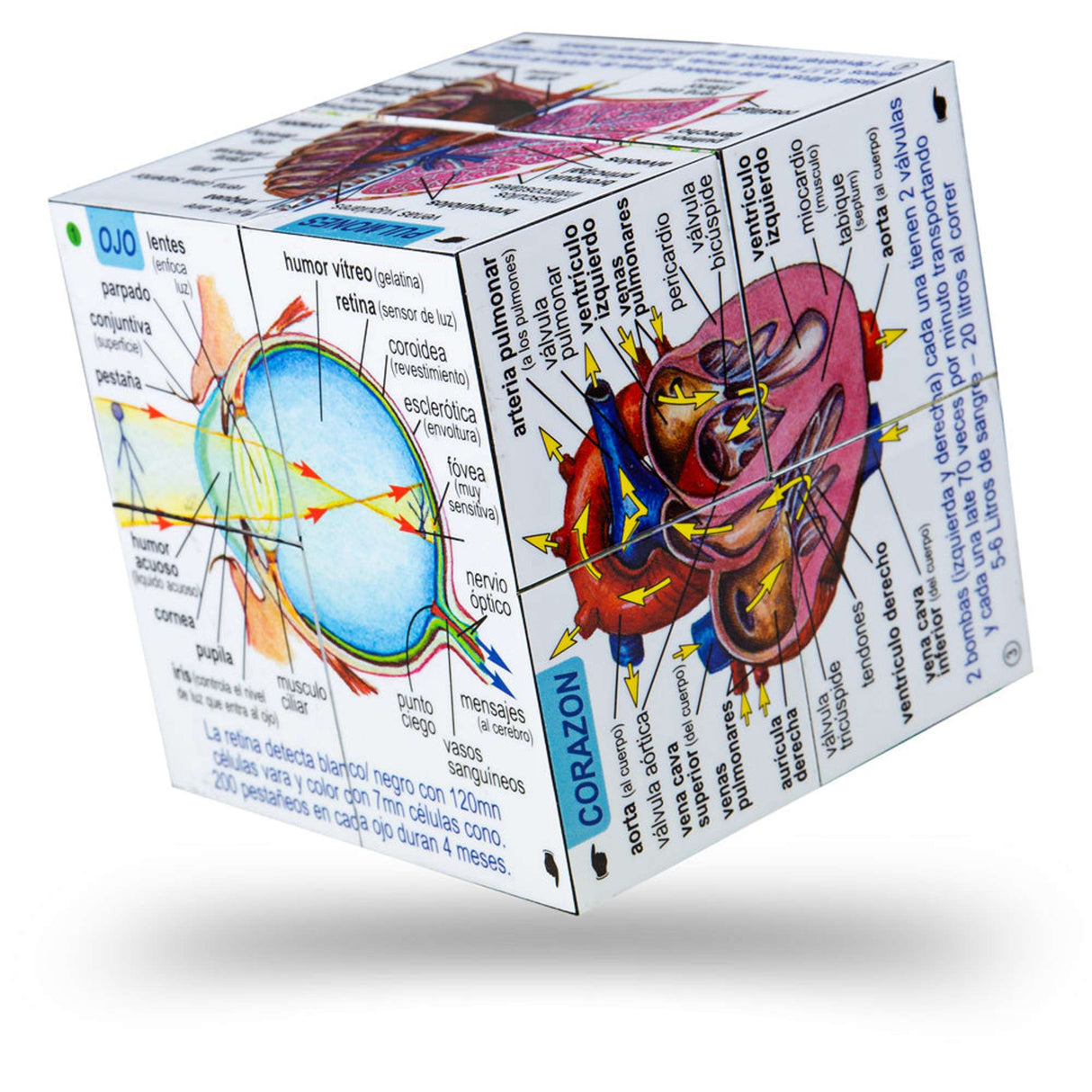 Human Body Systems and Statistics Cubebook