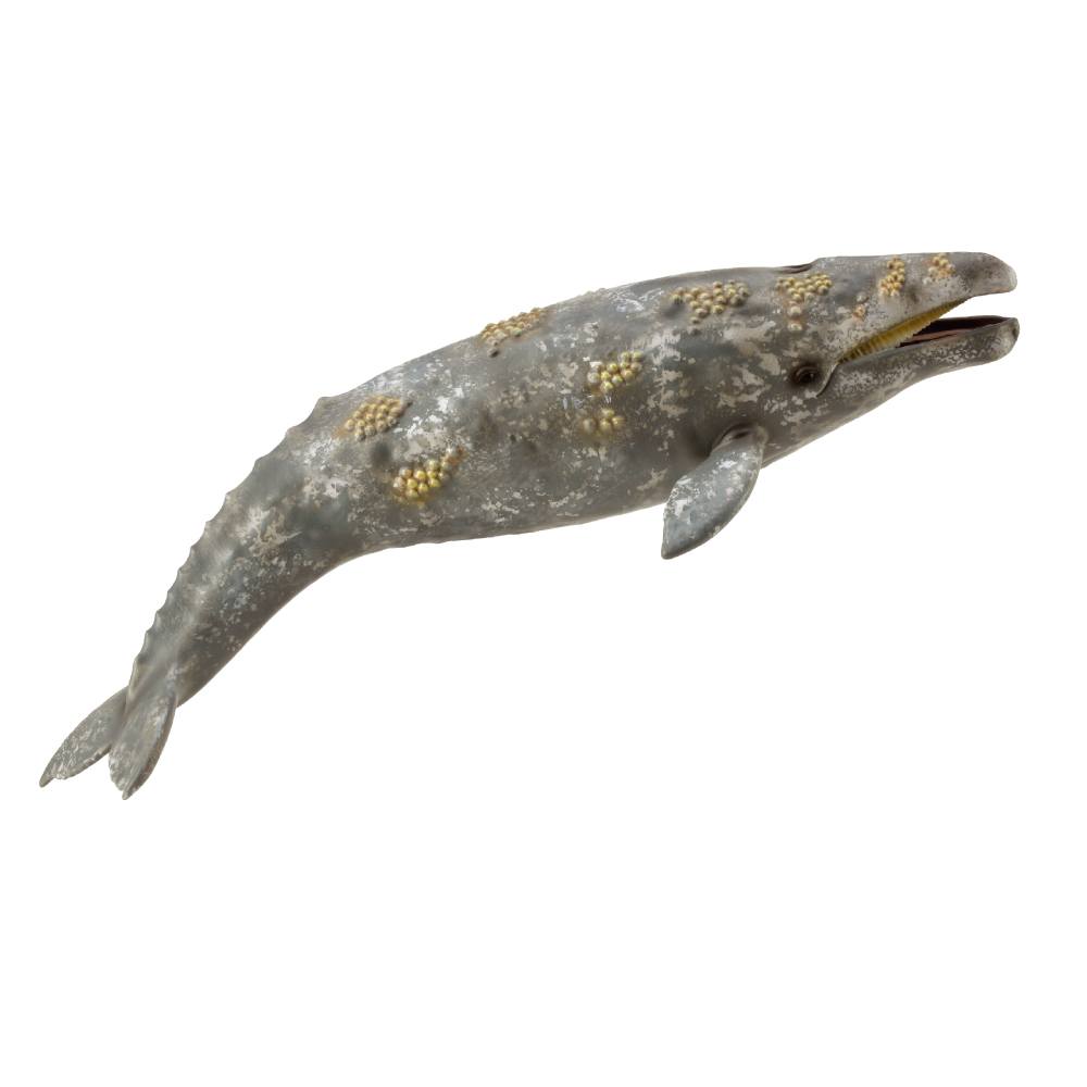 Collecta Gray Whale