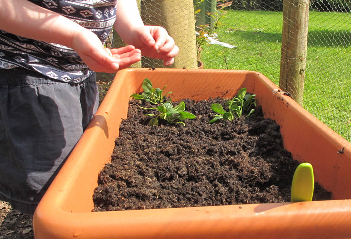 Growing Veg with a Pre-Schooler