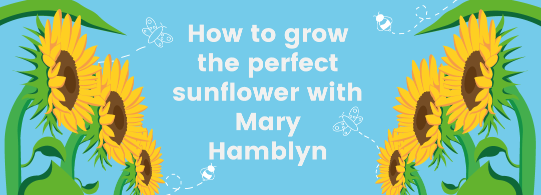 How to grow the perfect sunflower with Mary Hamblyn
