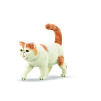 Exotic Shorthair